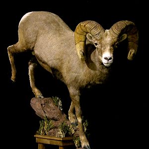 Boone & Crockett Bighorn Sheep Full Taxidermy Mount