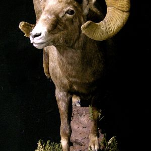 Boone & Crockett Bighorn Sheep Full Taxidermy Mount