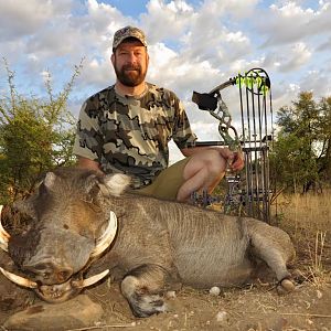 Bow Hunting Warthog in Namibia