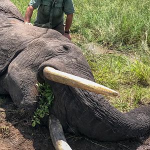 Zimbabwe Hunt Elephant