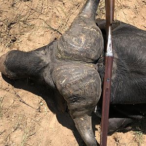 Zimbabwe Hunting Buffalo