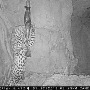 Leopard Trail Cam Pictures Namibia