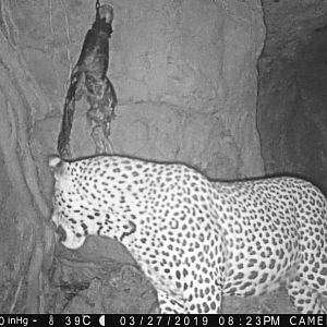 Trail Cam Pictures of Leopard in Namibia