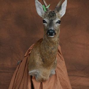 Roe Deer Shoulder Mount Taxidermy