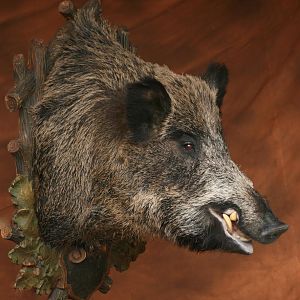 Wild Boar Shoulder Mount Taxidermy