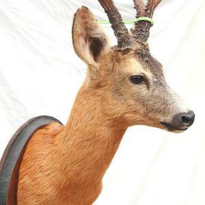 Roe Deer Shoulder Mount Taxidermy