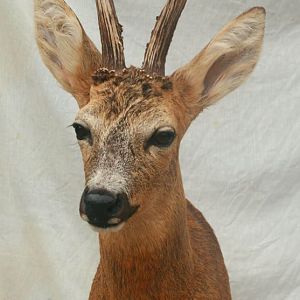 Roe Deer Shoulder Mount Taxidermy