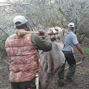 Eland Hunting in South Africa