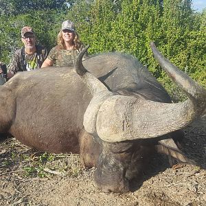 Hunting Buffalo in South Africa