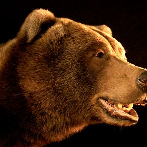 Brown Bear Full Mount Taxidermy