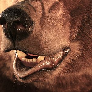 Brown Bear Full Mount Taxidermy