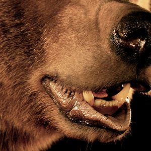 Brown Bear Full Mount Taxidermy