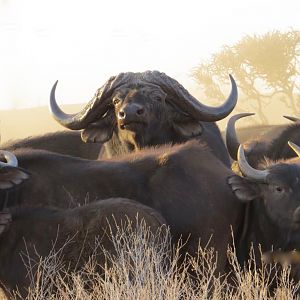 Cape Buffalo South Africa