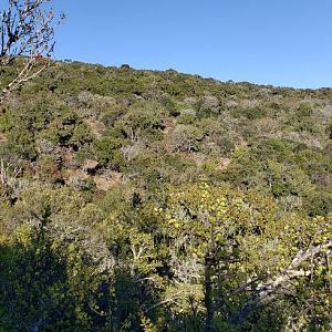 Eastern Cape Hunting South Africa