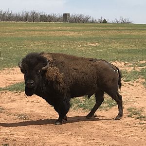 Bison in Texas USA