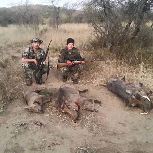 Hunt Warthog in South Africa