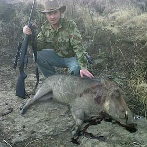 South Africa Hunting Warthog