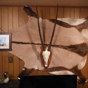 Gemsbok European Skull Mount & Gemsbok Back Skin Taxidermy