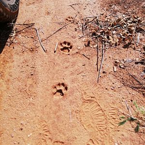 Leopard Tracks