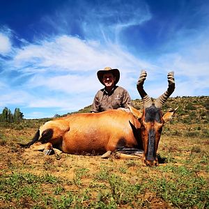 Red Hartebeest Hunting South Africa