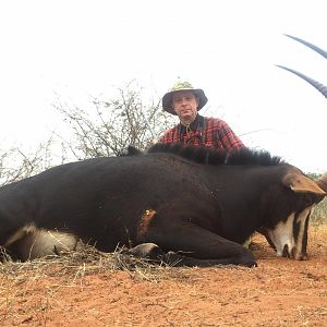 South Africa Hunt Sable Antelope