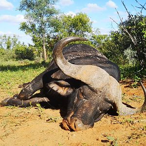 Hunting Cape Buffalo in South Africa