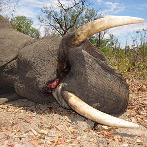 Hunt Elephant in Zimbabwe