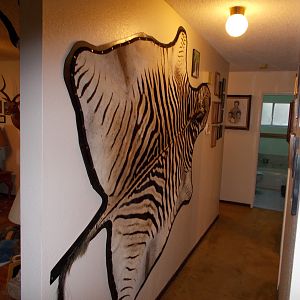 Burchell's Plain Zebra Back Skin Taxidermy