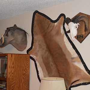 Impala Back Skin Taxidermy