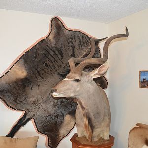 Blue Wildebeest Back Skin Taxidermy