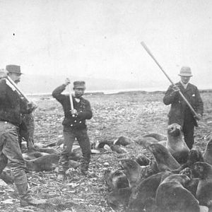 Seal Clubbing St Paul Island in Alaska 1890