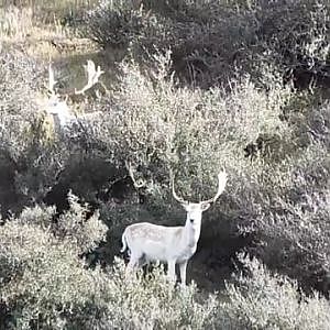 Fallow Deer New Zealand