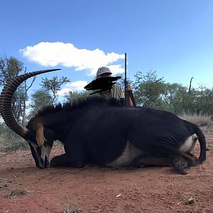 South Africa Hunting Sable Antelope