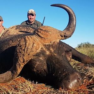 Cape Buffalo Hunt South Africa