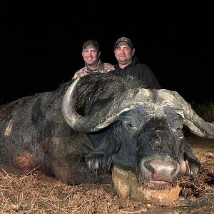 Cape Buffalo Hunt South Africa