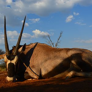 Oryx Hunt South Africa