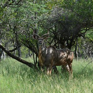 Kudu