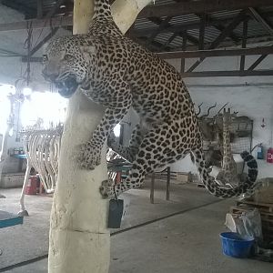 Leopard Full Mount Taxidermy