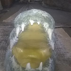 Crocodile rug with replica head ready for painting