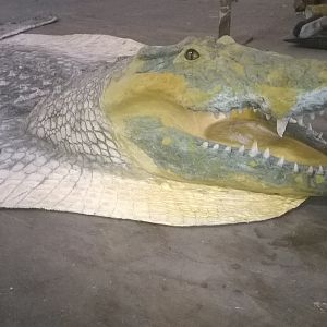 Crocodile rug with replica head ready for painting