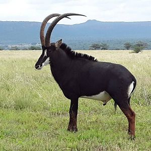 Sable Antelope South Africa