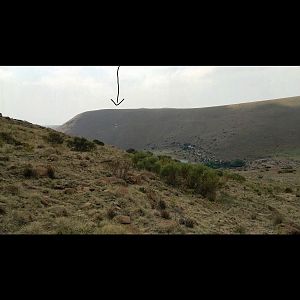 Hunt Aoudad in South Africa