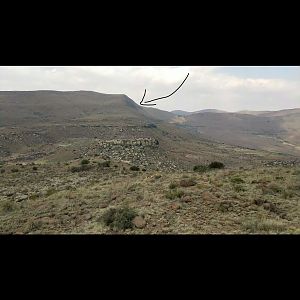 South Africa Hunting Aoudad