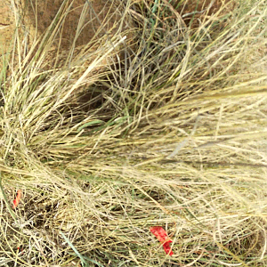 Hunting Aoudad in South Africa