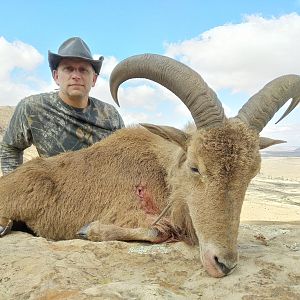 Hunt Aoudad in South Africa