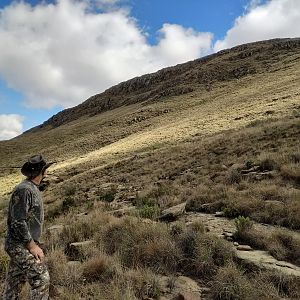 Aoudad Hunt South Africa