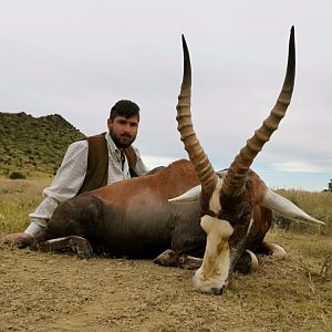 South Africa Hunting Blesbok