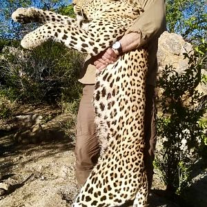 South Africa Hunt Leopard