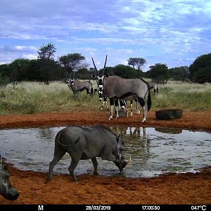 Gemsbok & Warthog Trail Cam Pictures Namibia