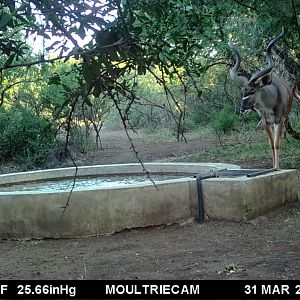 Trail Cam Pictures of Kudu in South Africa